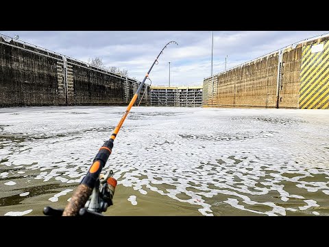 Live Bait Fishing INSIDE A LOCK AND DAM!! (Catch and Cook)