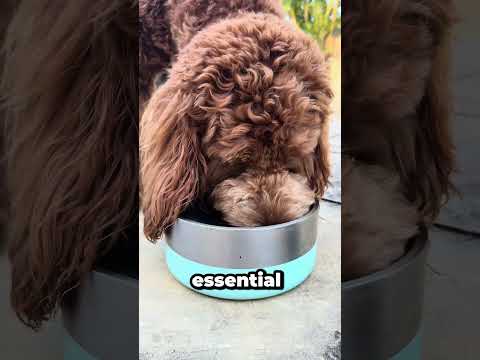 Natural Itchy Dog Relief - Gut Health