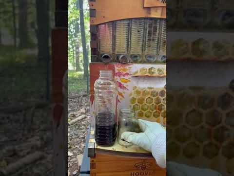 Stephen's Flow Hive honey harvest