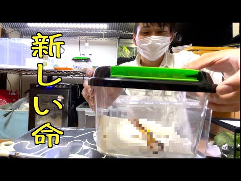 ある生き物の里親になりました