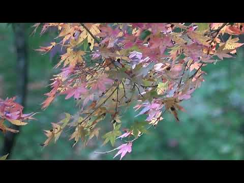 ワイエムエス　フレンドリー　吞山観音寺の紅葉（篠栗町）　2024/11/11