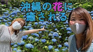 【癒し】沖縄の花に癒される旅　よへなあじさい園