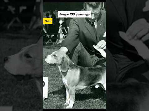 Dog Breeds 100 Years Ago vs. Now #beagle #pointer #dog #shorts