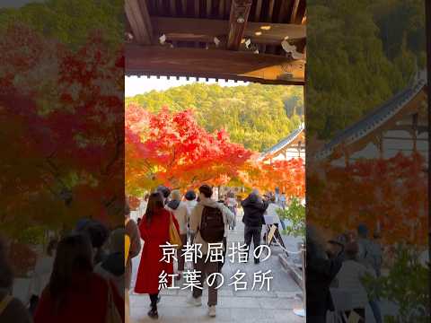 #紅葉スポット 京都屈指の紅葉🍁の名所「もみじ🍁の永観堂」#紅葉 🍁🍁#京都 #永観堂 #もみじ #おすすめ