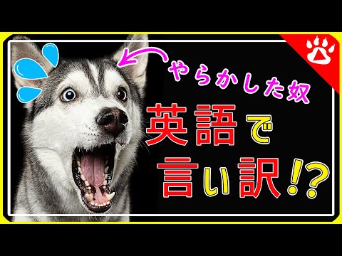 犬のとんでもハプニングw　ハスキー犬からリアルな英語を学ぶ？