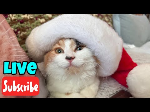 Monday Meowtivation - Live Stream