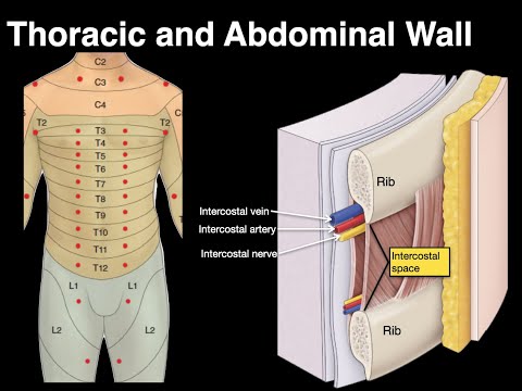 Thoracic and Abdominal wall