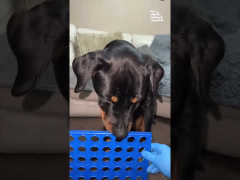 Talented Pup Plays Connect Four!