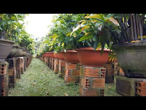 Wow! The Yellow Apricot Flower Pots are prepared to welcome New Year.