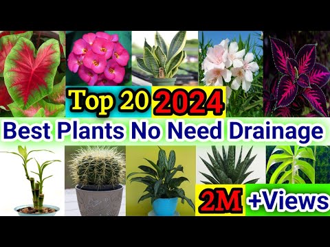 20 Best Plants No Need Drainage Hole | Indoor Plants no need Drainage | Indoor Colourful Houseplants