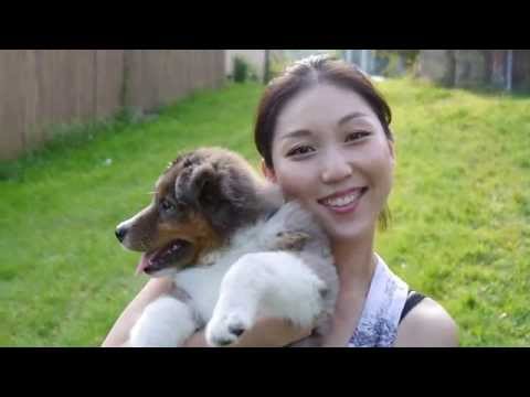 Australian Shepherd Puppy - Siri