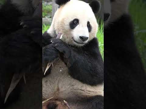 パンダに餌をやる方法 👨🏻‍🌾 How to feed a panda