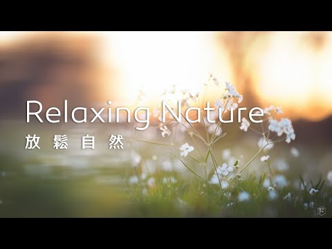 放鬆音樂Relaxing Music｜白色小花沐浴在晨光中，清新的氣息撫慰心靈，帶來一種療癒的放鬆感