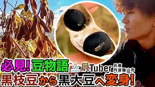 必見！豆物語〜「黒枝豆」から「黒大豆」へ変身！～兵庫・丹波篠山市～ 第4代農Tuber 大坂宇津実 / JAグループ「農Tuber」ちゃんねる