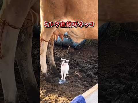 ネッコの動画で癒されたら寝ろｗｗｗ　#2ch #2chまとめ 動物スレ #2ch面白いスレ #動物 #犬 #猫 #癒やし #ねこ動画#ねこ