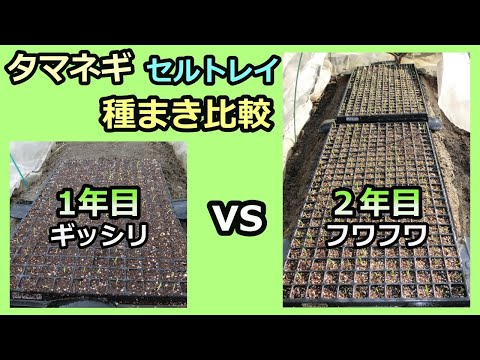 【保存版：タマネギ セルトレイ種まき ギッシリ1年目 vs フワフワ2年目 発芽比較】 家庭菜園29年目 無農薬