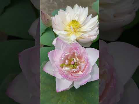 americamalia #malayalam #flowers #garden #youtubeshorts #trending #nature