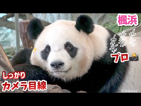 【パンダアイドル楓浜】ふうひんには参った！どんな時でもプロ目線🐼