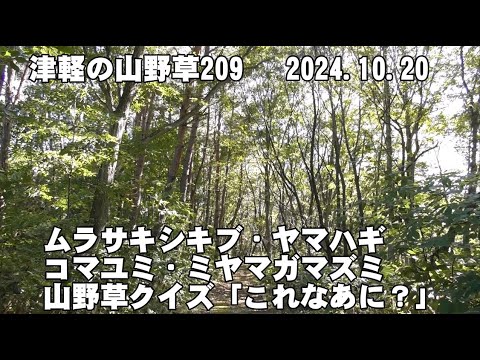 津軽の山野草209(ﾑﾗｻｷｼｷﾌﾞ、ﾔﾏﾊｷﾞ、ｺﾏﾕﾐ、ﾐﾔﾏｶﾞﾏｽﾞﾐ、山野草ｸｲｽﾞ)