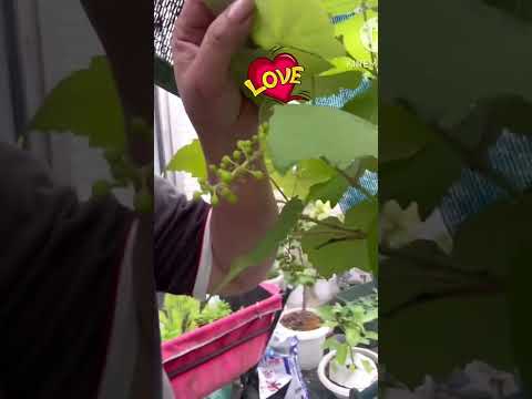 Grapes In Small Container  #viral  #plantita  #fantastic #plants