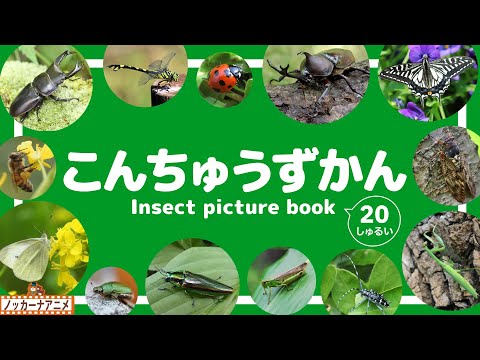 【こんちゅう図鑑】カブトムシ クワガタ カマキリなど人気の昆虫20種が大集合！知育アニメ【赤ちゃん・子供向け動画】Insect  picture book for kids