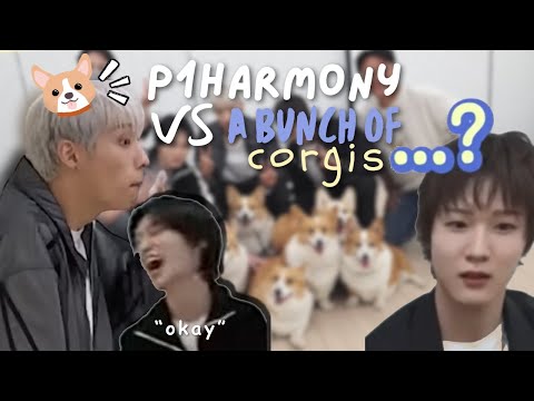 p1harmony struggling against a bunch of corgis