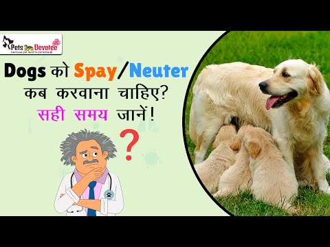 क्या आप अपने Dog की NeuteringSpaying को लेकर Confused हैं