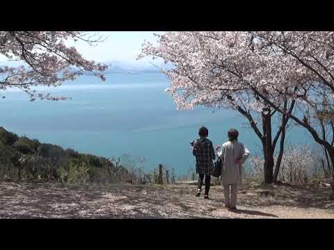 王子が岳へお花見に