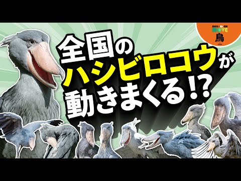 【ハシビロコウが動く!?】あの動かない鳥が動く！動く！動きまくる!!