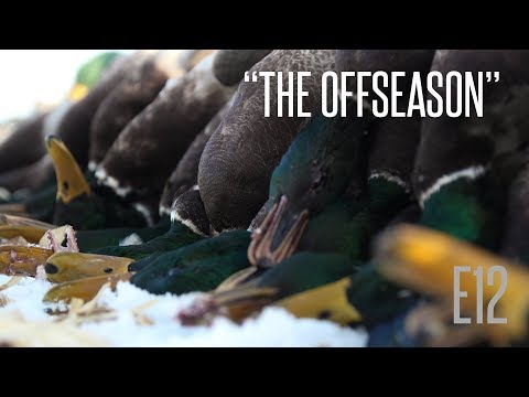 Duck Hunting Tips: The Best Conditions to Waterfowl Hunt Are?