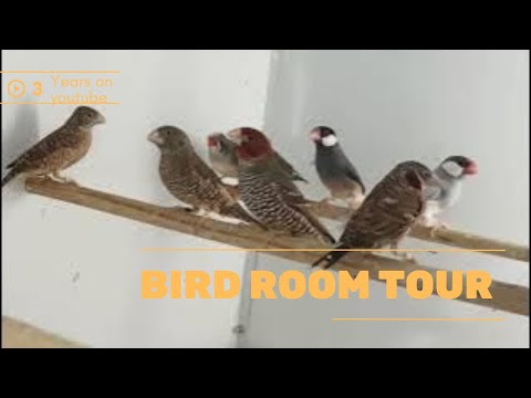 3 YEARS since I posted my progress with breeding exotic birds on YouTube! My BIRD ROOM TOUR !