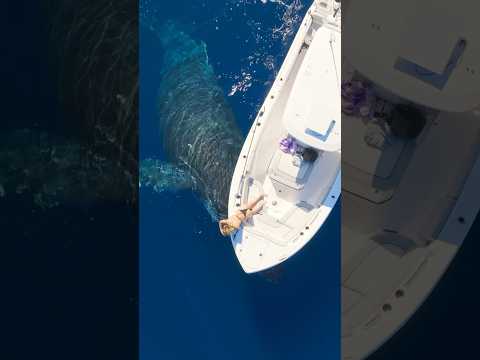 Whale tries to steal my girlfriend! #whale #nature