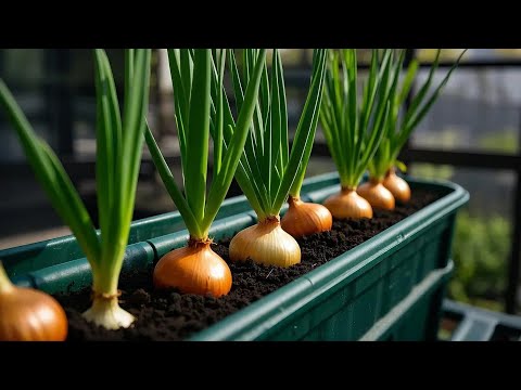 Useful Tips & Tricks Grow Vegetables Beginner's Guide/ How to Create a Balcony or Rooftop Garden