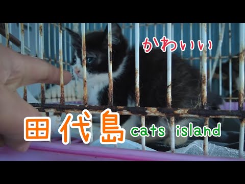 田代食堂で生まれた子猫ちゃん　A kitten born at Tashiro Restaurant【田代島】【２０２４冬】【猫島巡り】