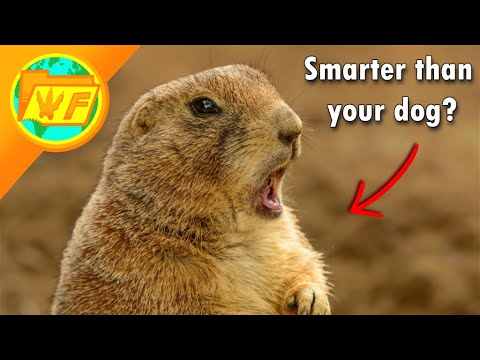 Prairie dogs are WAY SMARTER than you think...