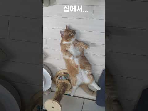 집이나 밖이나 똑같은 먼치킨고양이 The same munchkin cat at home or outside #먼치킨고양이 #복도 #munchkin #hallway