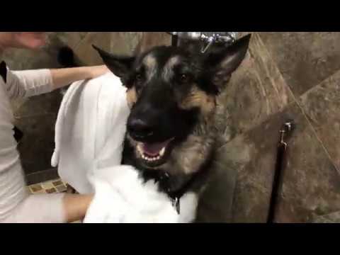 Ep135 Bath Time for Our German Shepherd at Pet Valu - Gave our German Shepherd a bath after Hiking