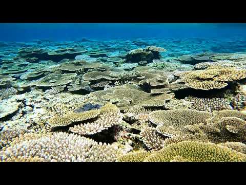 石垣島桴海の珊瑚モリモリをビーチエントリーで鑑賞！