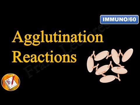 Agglutination Reactions (FL-Immuno/60)