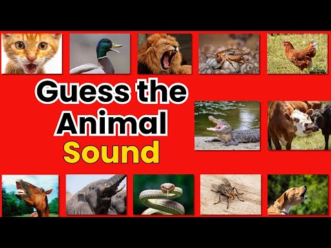 Guess the Animal Sound Game | Animal Games for Kids