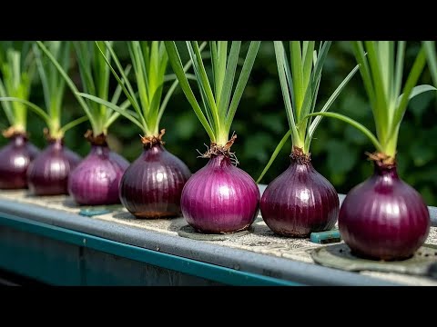 Growing Purple Onions Hydroponically on a Balcony, Growing Purple Onions in Plastic Jars