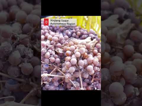 Farmers embrace ice grape harvest in Xinjiang