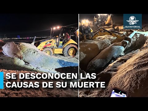 Ballena muerta aparece varada en playa de Mazatlán