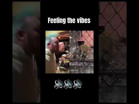 FEELING THE VIBES song by @whalesfm #vibes #headbanger #bassheads #bass #funny #comedyshorts