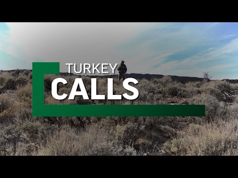 Turkey Call Roundup