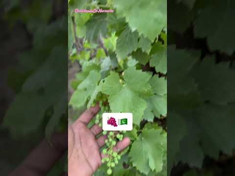 #viral #trending  #pakistan #explore #new #grape #grapetree #grapevine #fruit #ماشاءاللہ #سبحان_الله