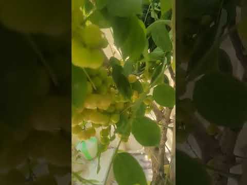 Star Gooseberry Tree | aarai nellikkai #shorts