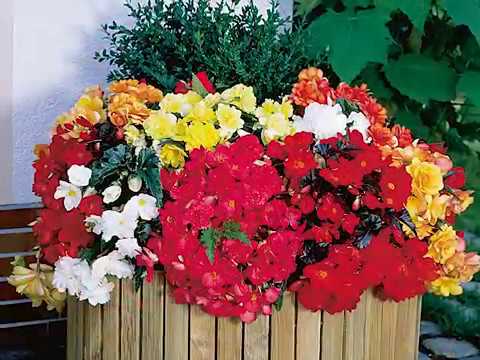 Get to Know Tuberous Begonia - Shade-Loving Plants