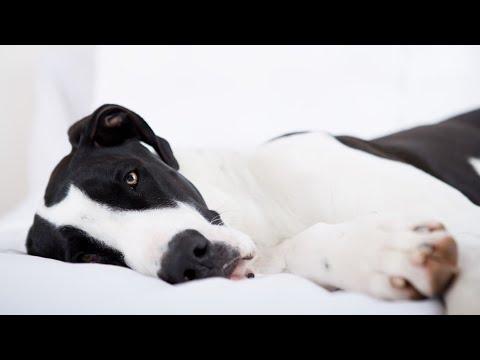 Great Dane and Canine Freestyle Dancing Paws in Motion