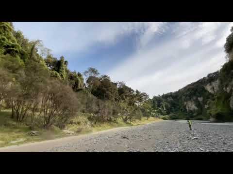 Old Mans Beard on Rangitikei River